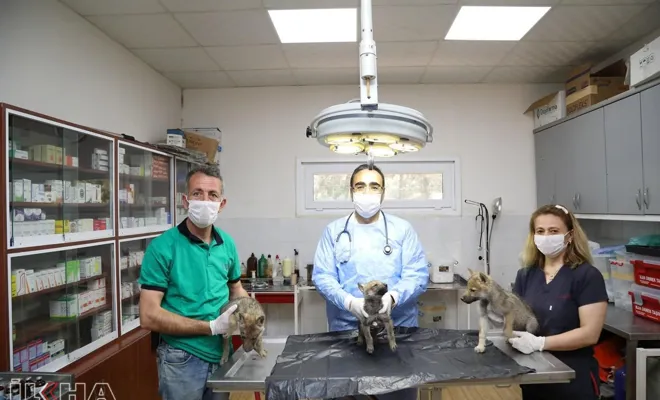 Van’da annesi ölen yavru kurtlar Gaziantep’te tedavi görüyor