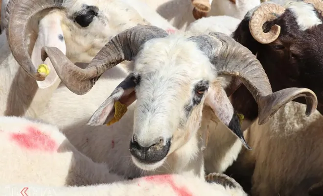 Gaziantep Umut Kervanı’ndan kurban bağışı çağrısı