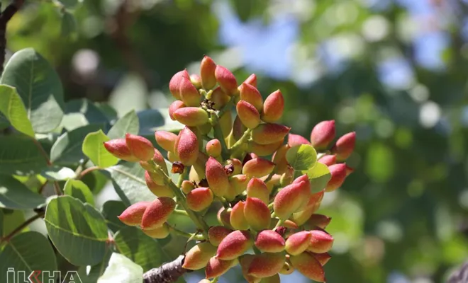 Antep fıstığında bu yıl rekolte yüksek