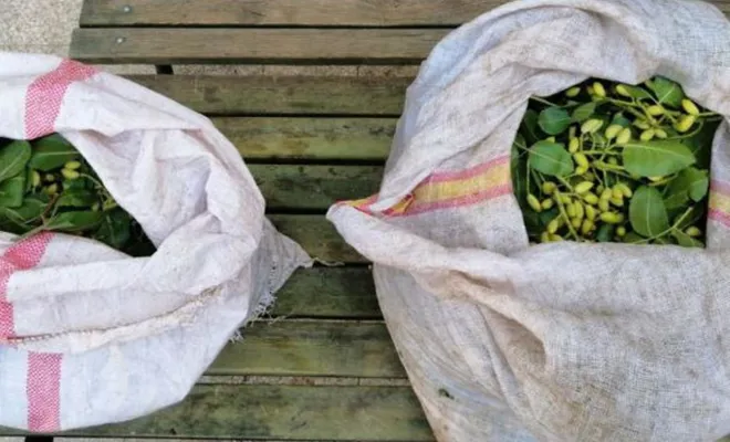 Nizip’te bahçeden fıstık çalan şüpheliler yakalandı