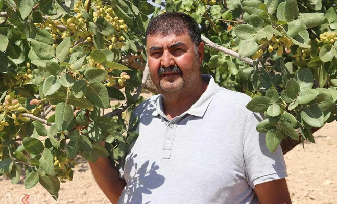 Üreticiler, Antep fıstığına ürün bazlı destek verilmesini istiyor  