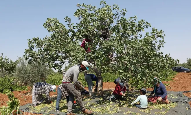 Yüksek rekoltesiyle yüzleri güldüren Antep fıstığında hasat zamanı