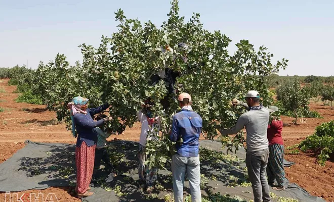 Anavatanında 'Antep fıstığı' mesaisi