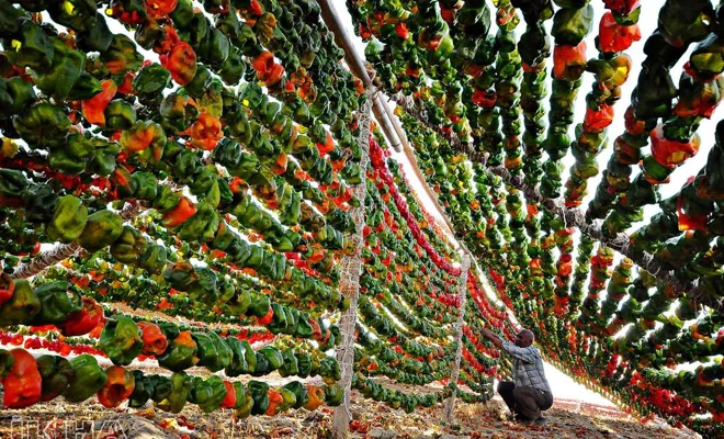 Kurutulmuş sebzeler dünyaya pazarlanıyor