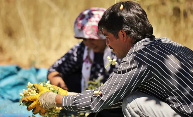 Tarıma açılan araziler Antep fıstığında üretimi artırdı