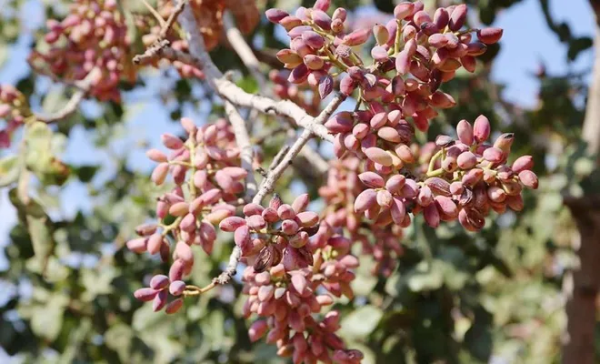Antep fıstığında yüksek rekolte yüzleri güldürüyor