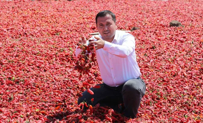 ​Kırmızı biber üreticisi düşük fiyatlardan şikayetçi
