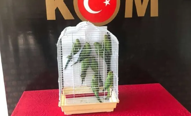 Gaziantep'te 8 Pakistan papağanı ele geçirildi