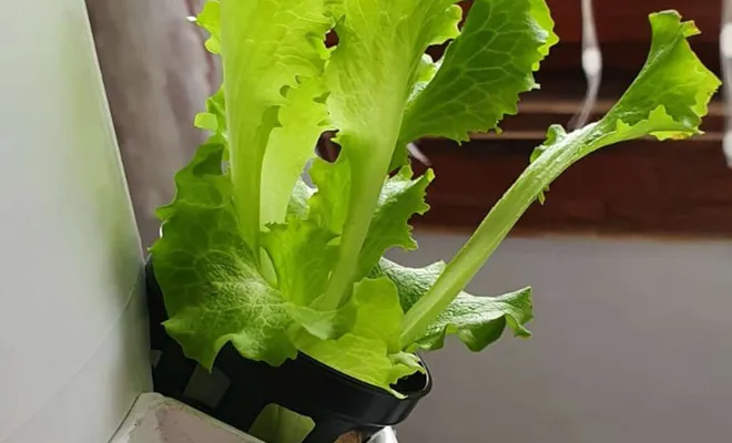 Topraksız tarım projesi ilk ürünlerini verdi