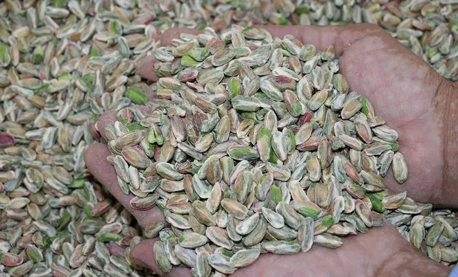 Üretici ve tüccar, Antep fıstığına 'sahip çıkın' çağrısında bulundu