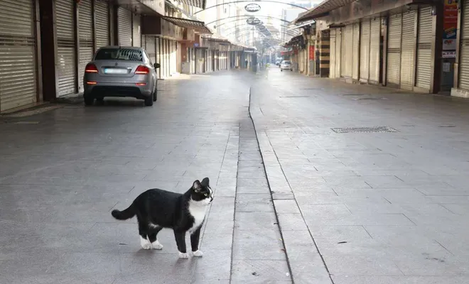 Kısıtlama nedeniyle sokaklar kedi köpek ve kuşlara kaldı