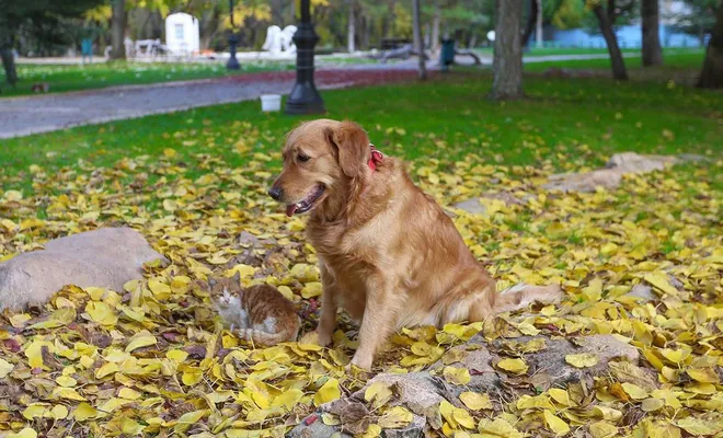 Sokağa çıkma kısıtlamasında sokak hayvanları unutulmadı