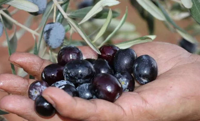 Gaziantep’te yaklaşık 55 bin ton zeytin rekoltesi bekleniyor