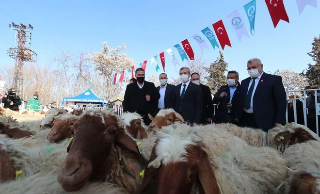 Hayvan yetiştiricilerine küçükbaş hayvan desteği