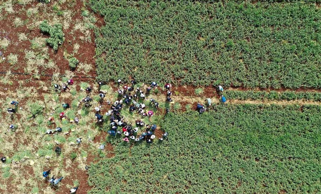 Araban'da sarımsak hasadı başladı