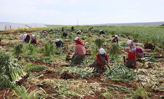 Tarımda çalışanların Ramazan mesaisi zorlu geçiyor