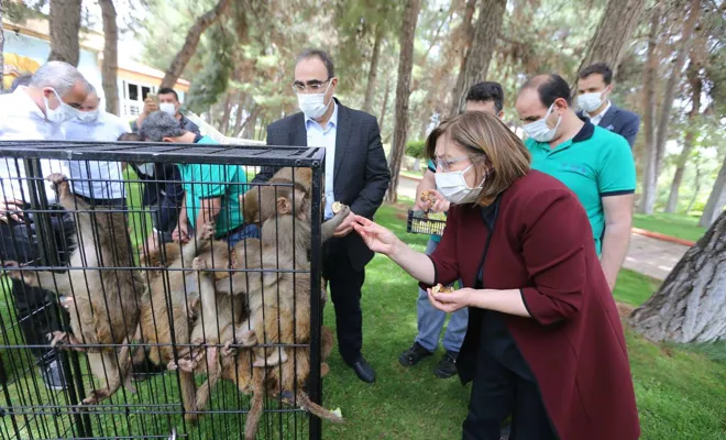 Ağrı'da yakalanan 12 maymun Gaziantep Hayvanat Bahçesi'ne getirildi