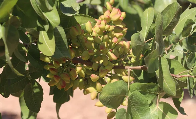 Antep fıstığını kuraklık etkiledi mi?