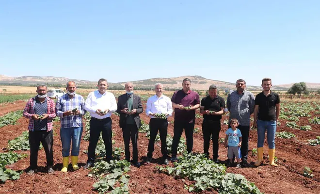 Gaziantep’te yerli sebze hasadına başlandı