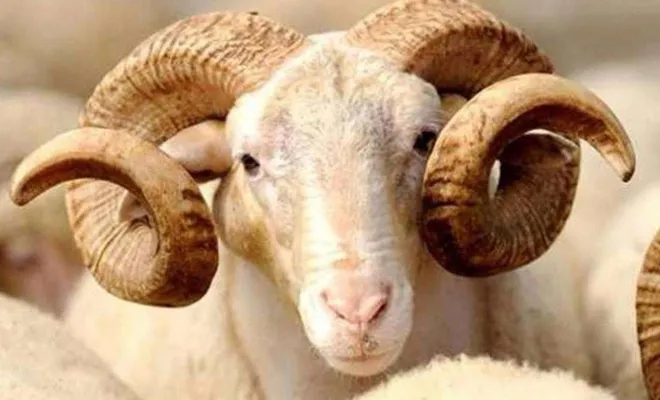 Gaziantep Umut Kervanı kurban bağışı çağrısında bulundu