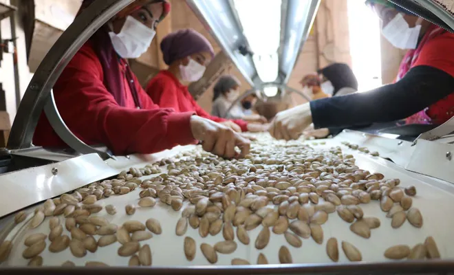 Fıstık işletme tesislerinde yoğun mesai dönemi