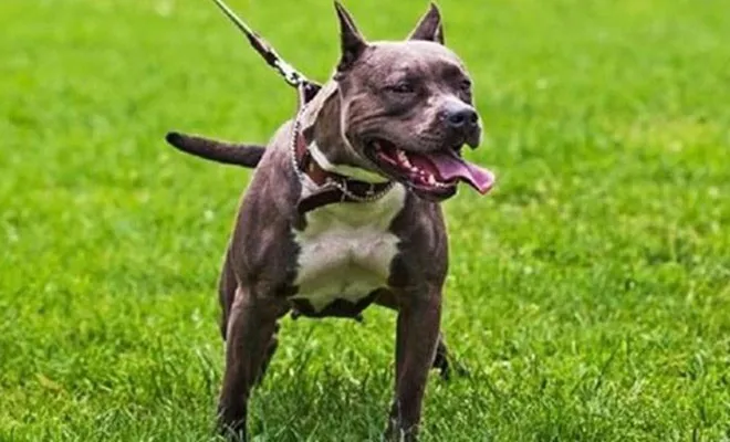 Pitbull cinsi köpekle önce darp sonra gasp ettiler