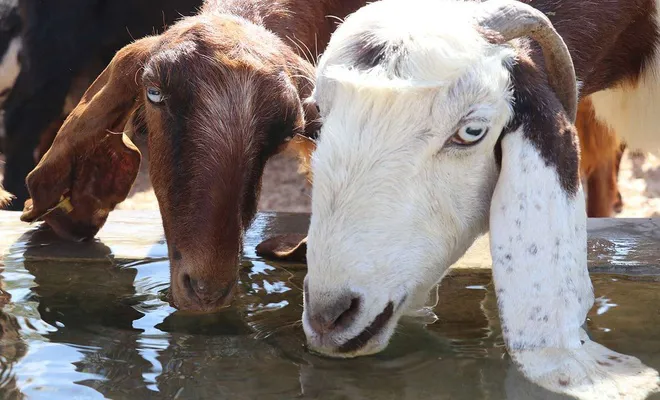 Hayvanlar için meralara su kuyusu açılıyor