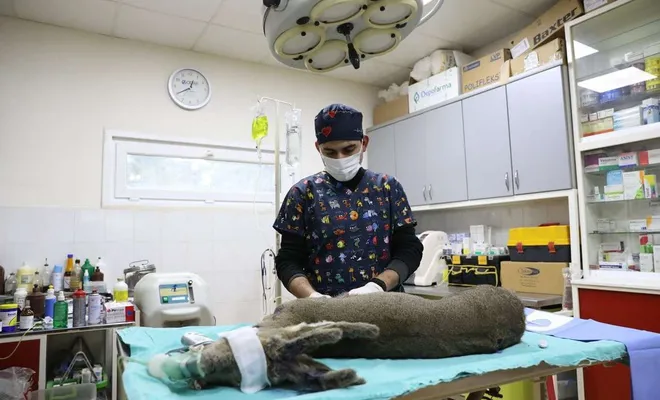 Köpeklerin saldırısı sonucu yaralanan karaca tedavi altına alındı