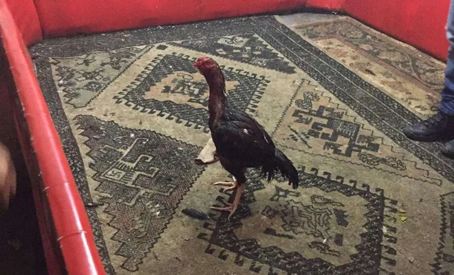 Gaziantep’te horoz dövüştüren 6 kişi gözaltına alındı