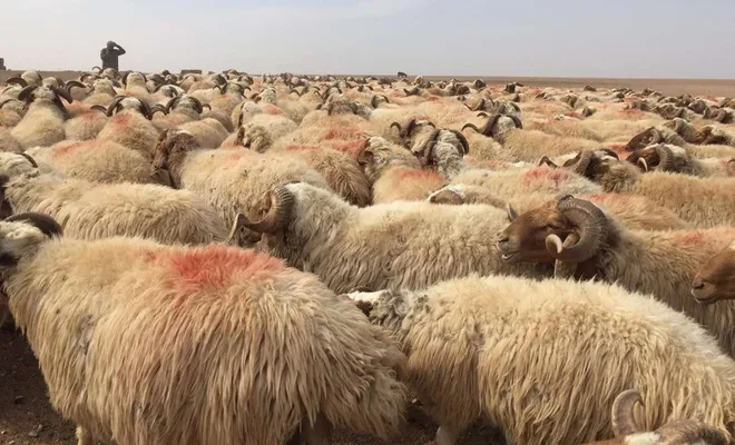 Hayvan yetiştiricilerine damızlık koç ve teke desteği