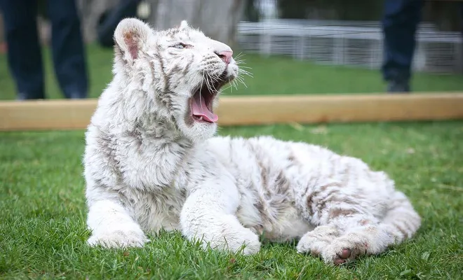 İstanbul'da ele geçirilen ve doğada nadir bulunan "beyaz kaplan" Gaziantep'e getirildi