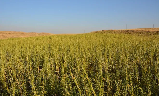 Gaziantep'te susam üreticilerine hibe desteği verilecek