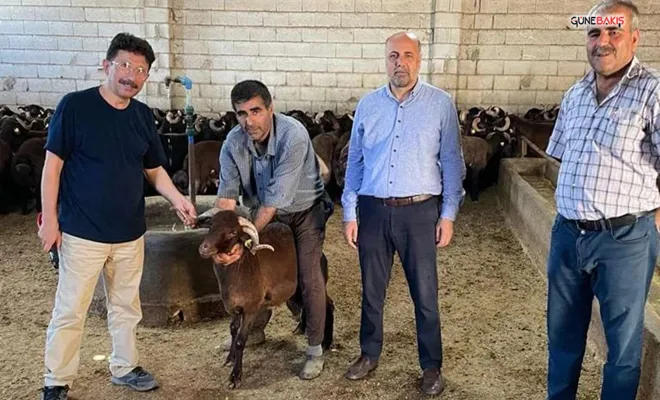 Zarar eden besiciler hayvanlarını kesime gönderiyor