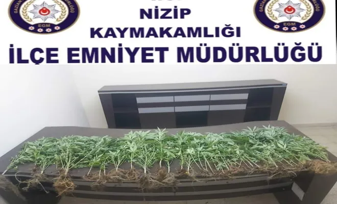 Gaziantep’te 44 kök Hint keneviri ele geçirildi