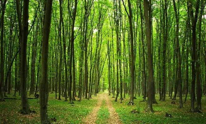 Gaziantep'te ormanlara giriş yasaklandı