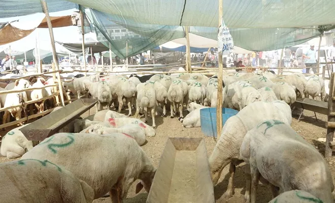 Kurban pazarlarında arefe günü hareketliliği yaşanıyor