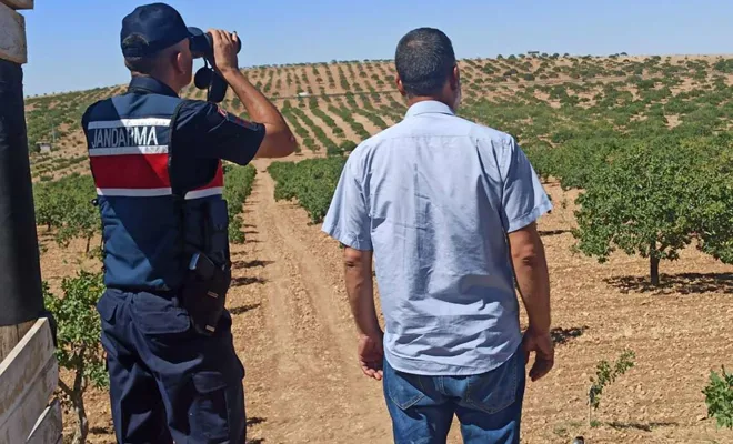 Antep fıstığı hırsızlıklarına karşı tedbirler arttırıldı