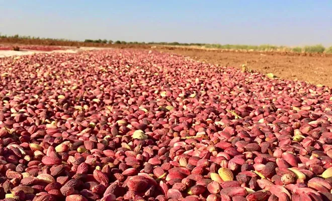 Fıstık diyarında Antep fıstığı hasadı başladı