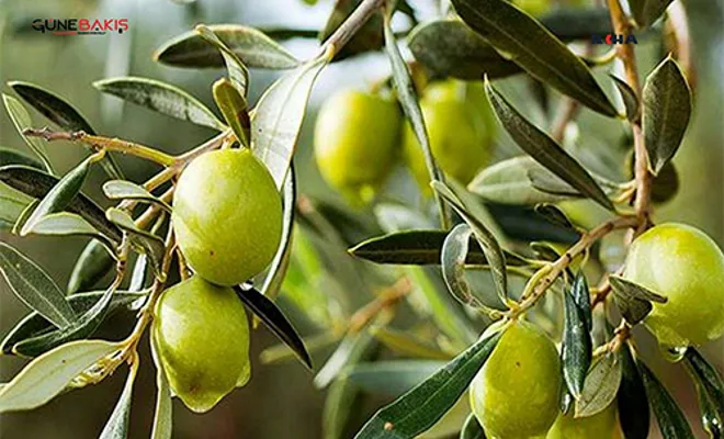 Zeytin sineği ile mücadele zamanı
