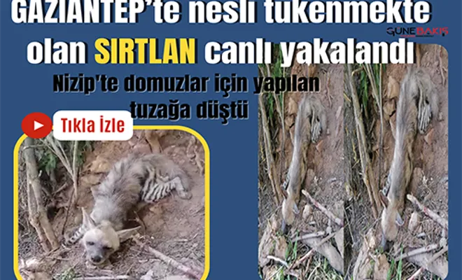 Gaziantep’te nesli tükenmekte olan Sırtlan canlı yakalandı
