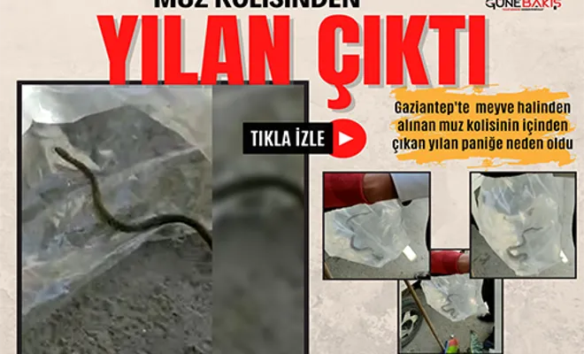 Muz kolisinden yılan çıktı