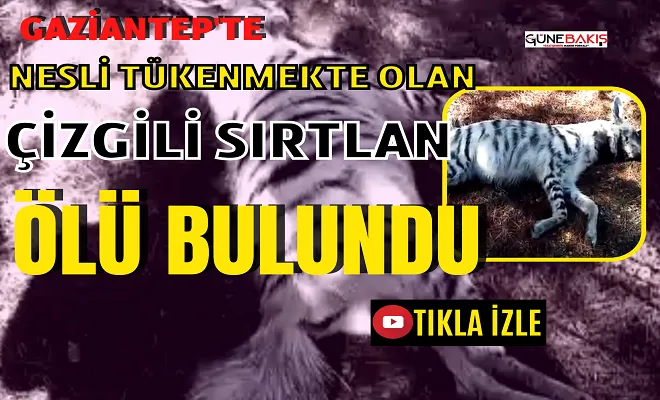 Nesli tükenmekte olan çizgili sırtlan ölü bulundu