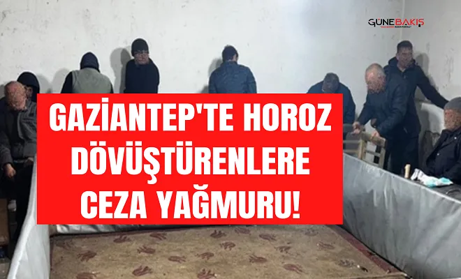 Gaziantep'te horoz dövüştürenlere ceza yağmuru!