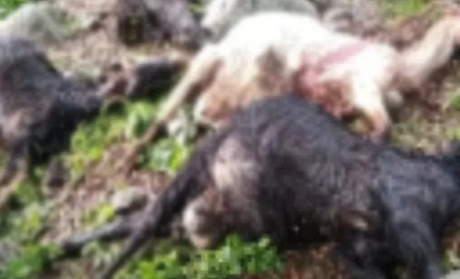 Gaziantep’te yıldırım düşmesi sonucu keçiler telef oldu