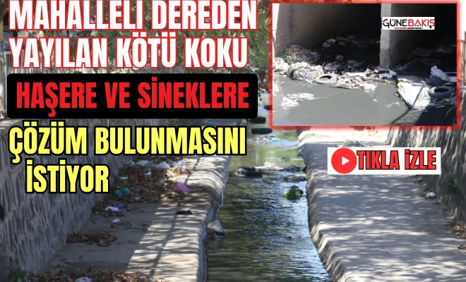 Mahalleli dereden yayılan kötü koku, haşere ve sineklere çözüm bulunmasını istiyor