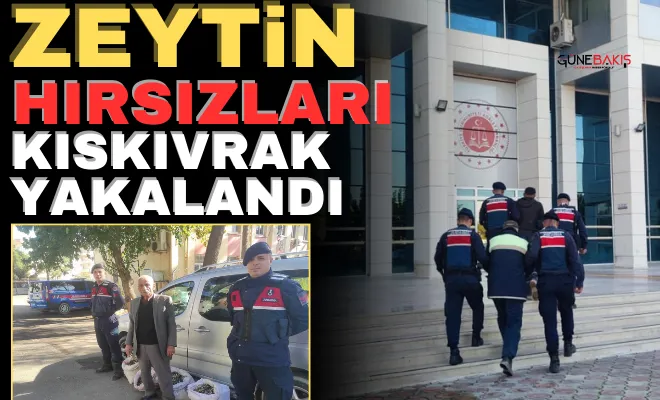 Gaziantep’te zeytin hırsızları kıskıvrak yakalandı