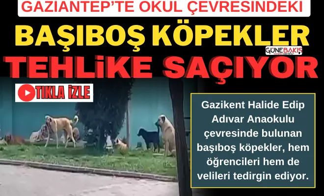 Gaziantep’te okul çevresindeki başıboş köpekler tehlike saçıyor
