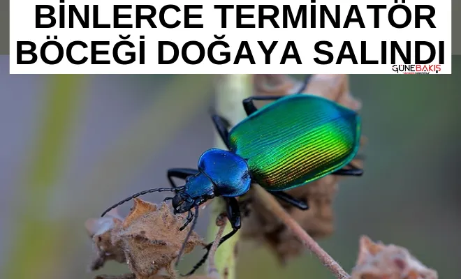 Terminatör böcekler doğaya salındı