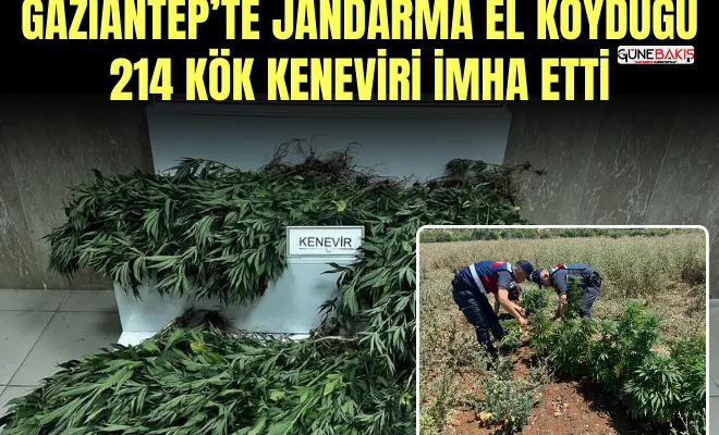 Gaziantep’te Jandarma el koyduğu 214 kök keneviri imha etti