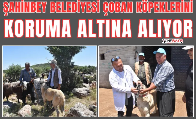 Şahinbey Belediyesi çoban köpeklerini koruma altına alıyor 